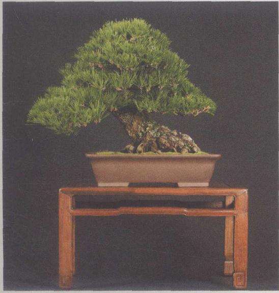 美国加州海湾盆景协会盆景作品展