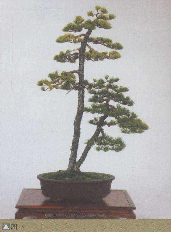 美国加州海湾盆景协会盆景作品展