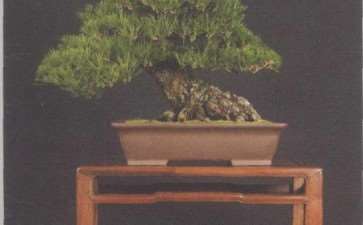 美国加州海湾盆景协会盆景作品展