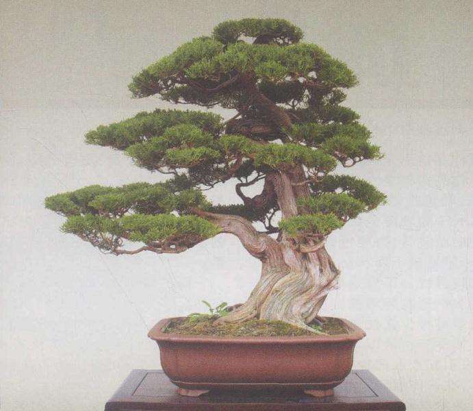 论年功在盆景创作中的必要性