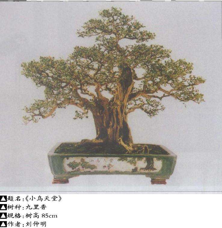 图解 怎么以素材的特点 创造盆景型式