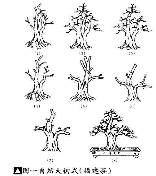 图解 怎么以素材的特点 创造盆景型式