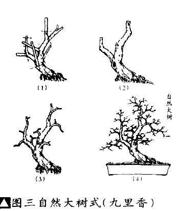 图解 怎么以素材的特点 创造盆景型式