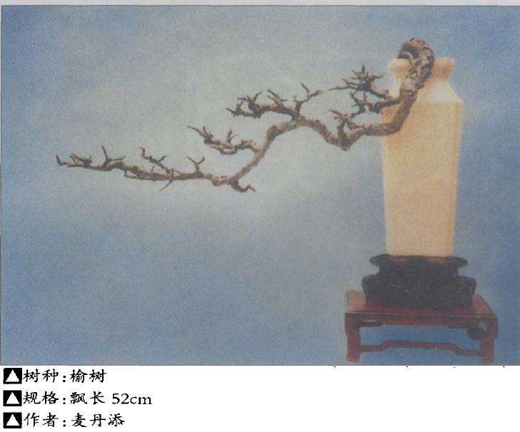 图解 盆景怎么因材施艺的5个方法