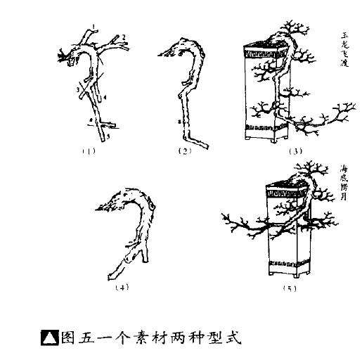 图解 盆景怎么因材施艺的5个方法