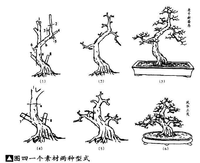盆景素材怎么两种型式的方法