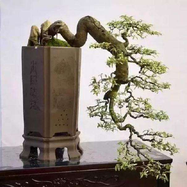 魏友民浅论中国盆景的发展方向