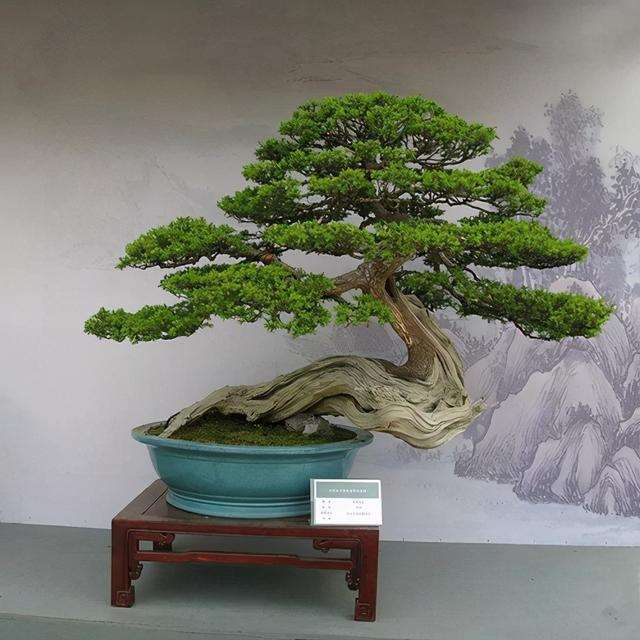 魏友民浅论中国盆景的发展方向