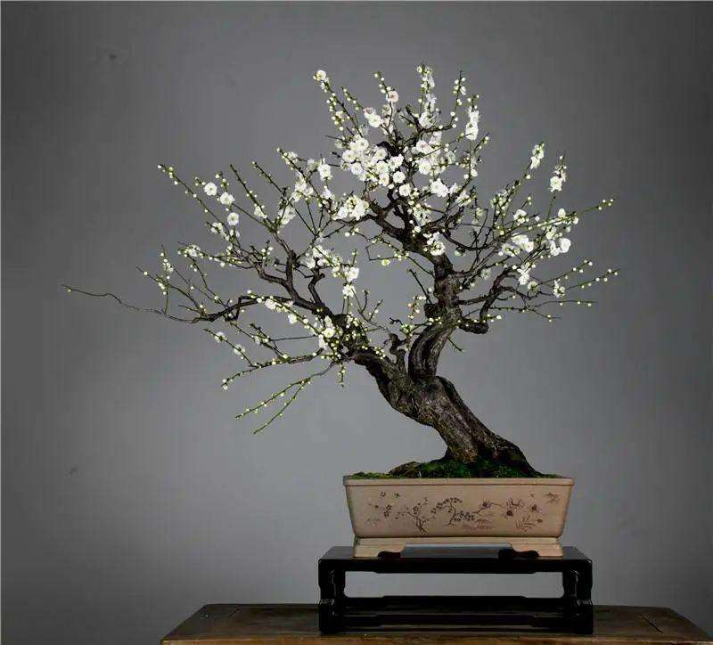 魏友民浅论中国盆景的发展方向