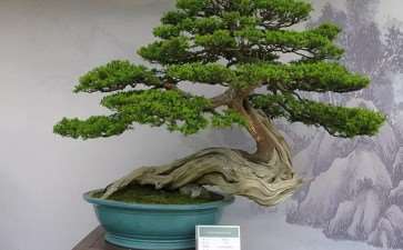 魏友民浅论中国盆景的发展方向