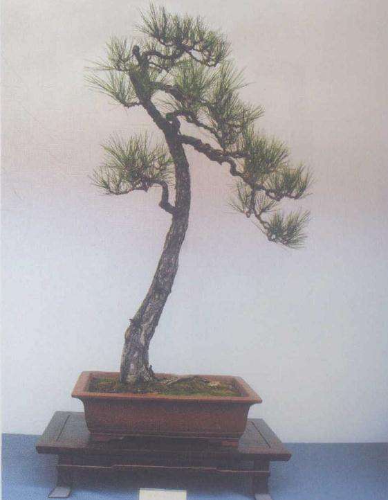 高山松盆景怎么上盆浇水