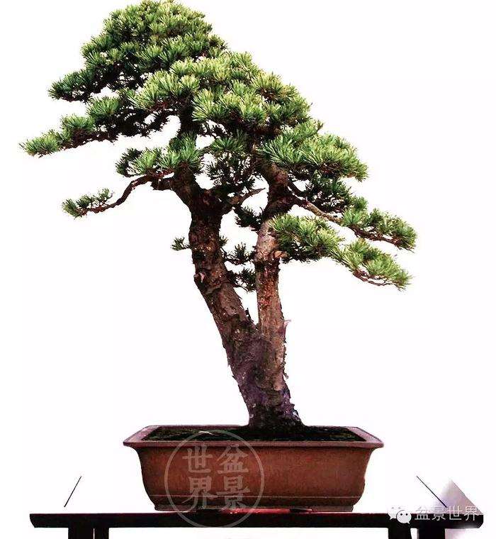 高山松盆景怎么控制松针长长