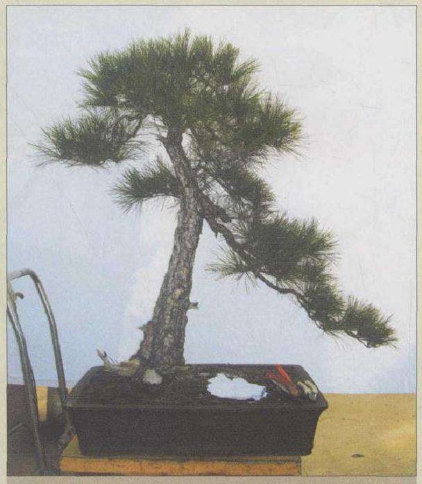 图解 黄山松盆景3年的创作过程