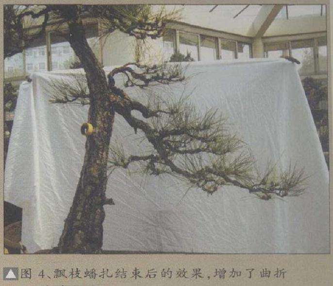 图解 黄山松盆景3年的创作过程