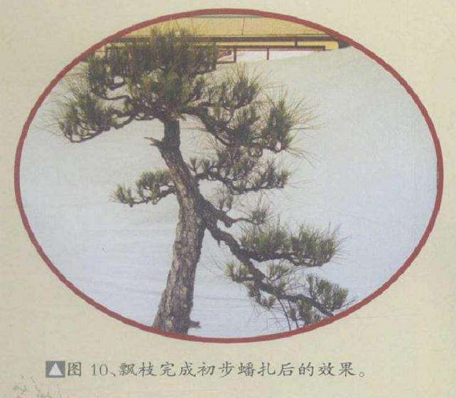 图解 黄山松盆景3年的创作过程