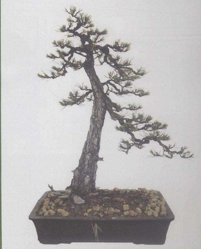 图解 黄山松盆景3年的创作过程