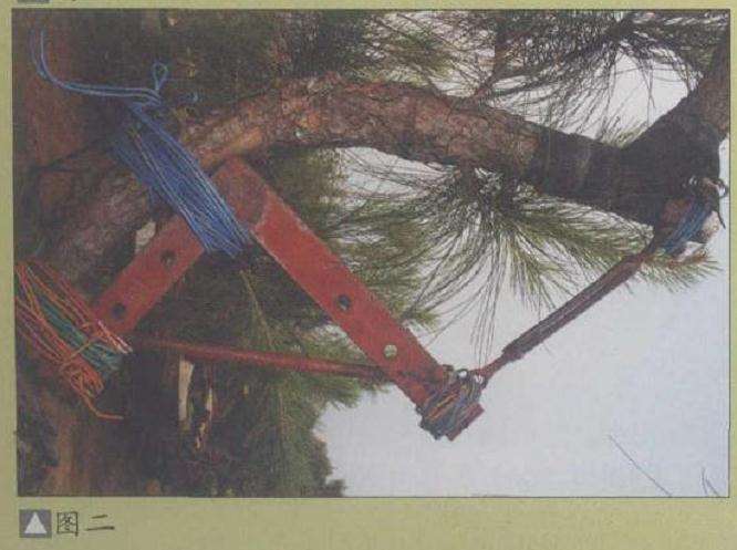 图解 山松盆景怎么弯曲造型的5个方法