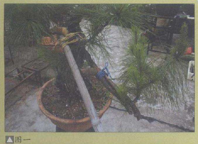 图解 山松盆景怎么弯曲造型的5个方法