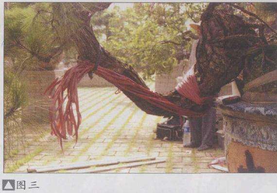 图解 山松盆景怎么弯曲造型的5个方法