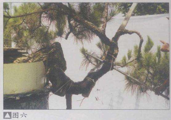 图解 山松盆景怎么弯曲造型的5个方法