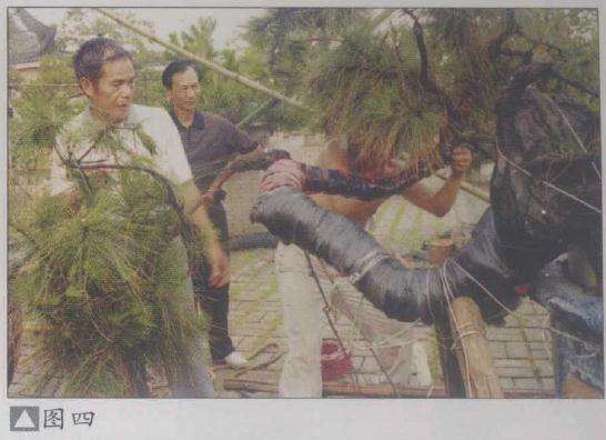 图解 山松盆景怎么弯曲造型的5个方法