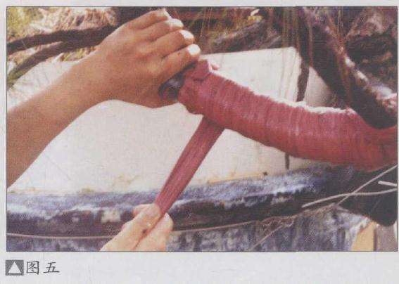 图解 山松盆景怎么弯曲造型的5个方法