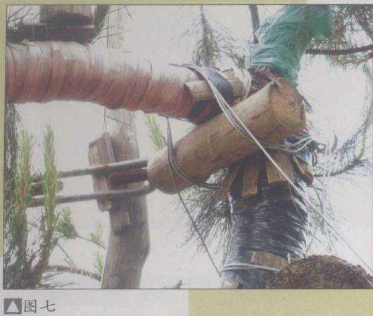 图解 山松盆景怎么弯曲造型的5个方法