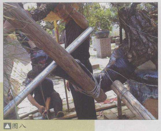 图解 山松盆景怎么弯曲造型的5个方法