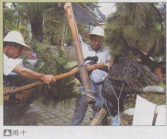 图解 山松盆景怎么弯曲造型的5个方法