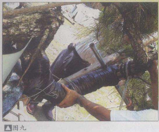 图解 山松盆景怎么弯曲造型的5个方法