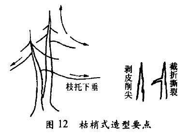 图解 枯朽型盆景怎么配盆造型的4个方法