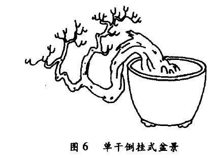 单干倒挂式盆景怎么配盆造型