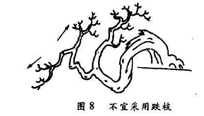 单干倒挂式盆景怎么配盆造型