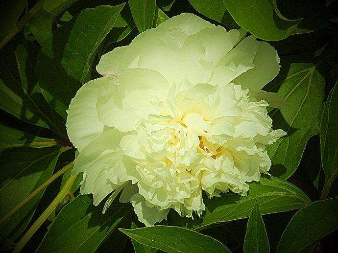 芍药尾摹节怎么催花的5个技木