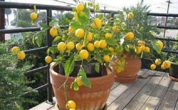 石榴盆栽配制盆土的3个方法 图片