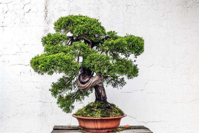 树木盆景怎么浇水的3个方法