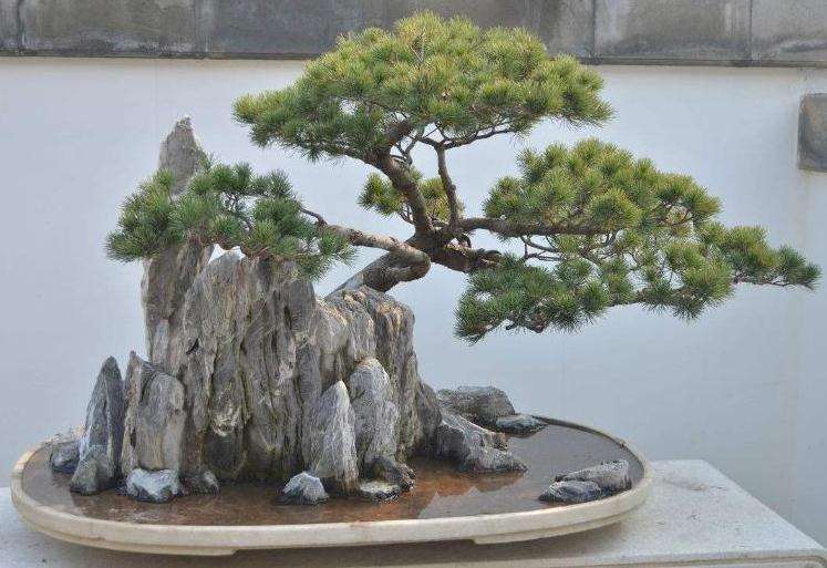 树木盆景怎么遮阴