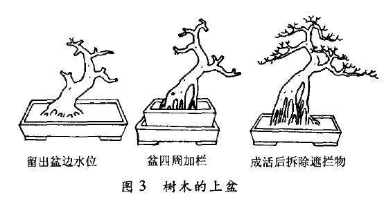 树木盆景怎么盆土上盆