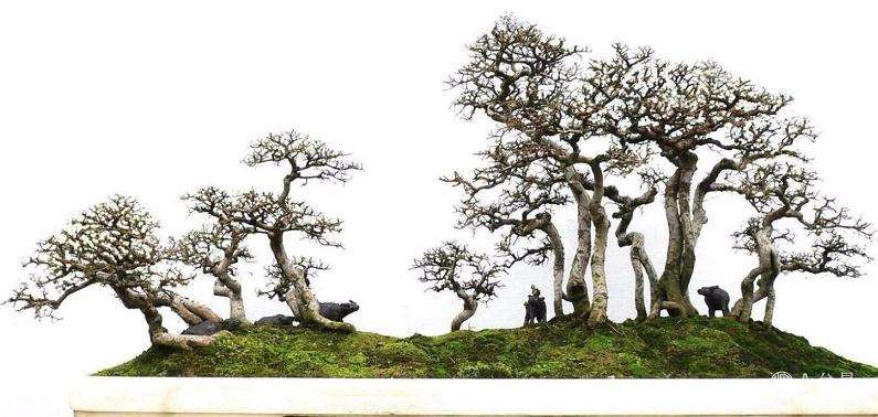 养护树木盆景怎么光照通风