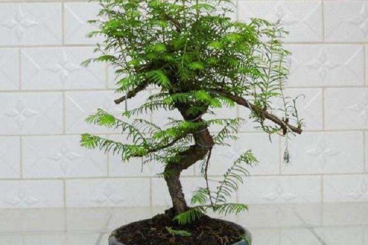 树木盆景怎么松土施肥