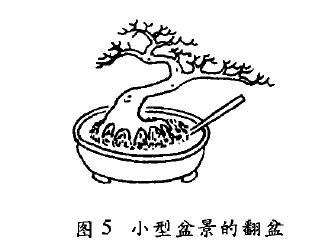 树木盆景怎么翻盆修剪