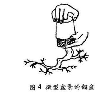 树木盆景怎么翻盆修剪