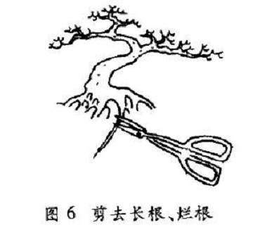 树木盆景怎么翻盆修剪