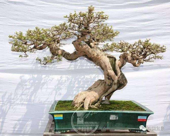 树木盆景圃地育苗技艺研究