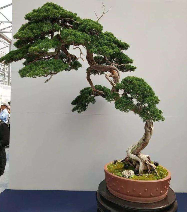 树木盆景圃地育苗技艺研究