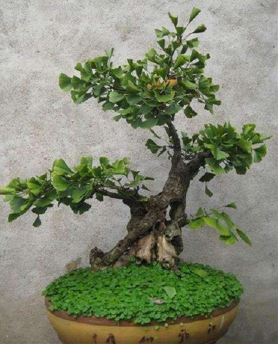 盆景苗木2个来源是什么