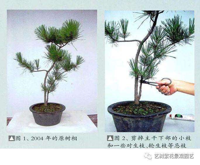 盆景圃地育苗怎么修剪的3个方法