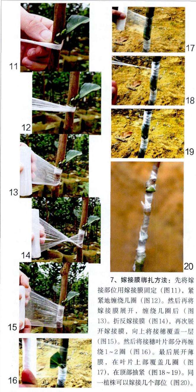 图解 茶花怎么覆膜嫁接的9个方法