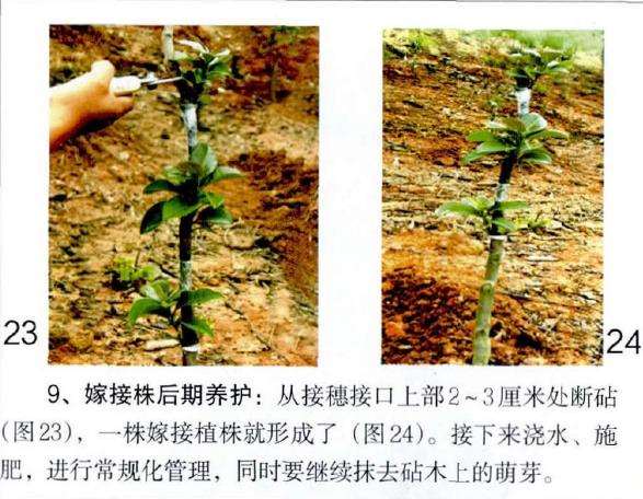 图解 茶花怎么覆膜嫁接的9个方法