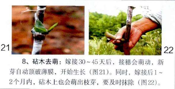 图解 茶花怎么覆膜嫁接的9个方法